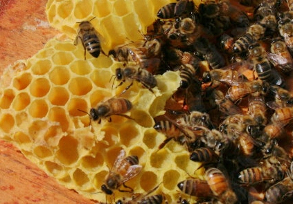 Honeybees making dandelion beeswax - Soda Creek, Summer 2012