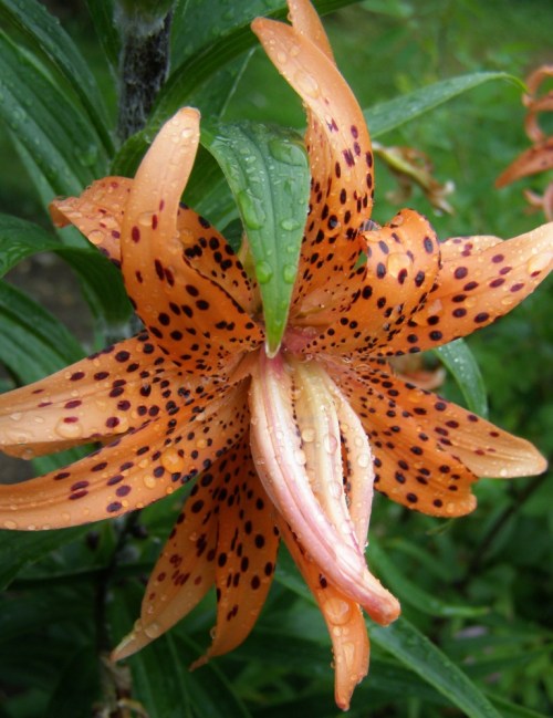 fierce tiger in the rain - double lilium tigrinum - hill farm, july 26, 2012