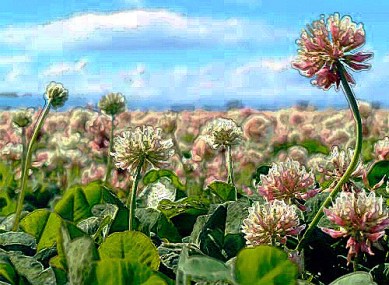 field of clover