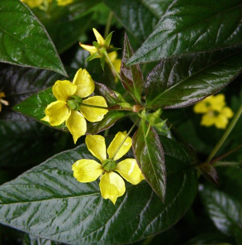 firecracker lysimachia ciliata - hill farm, july 26, 2012