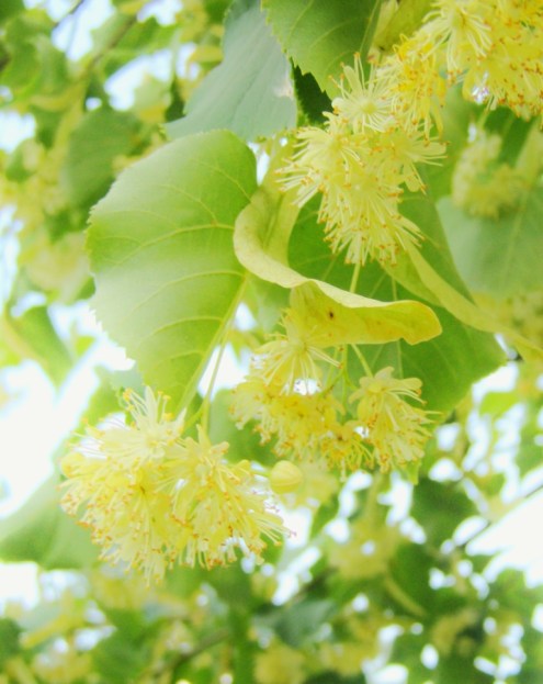 Linden flowers, Hill Farm, July 17, 2012
