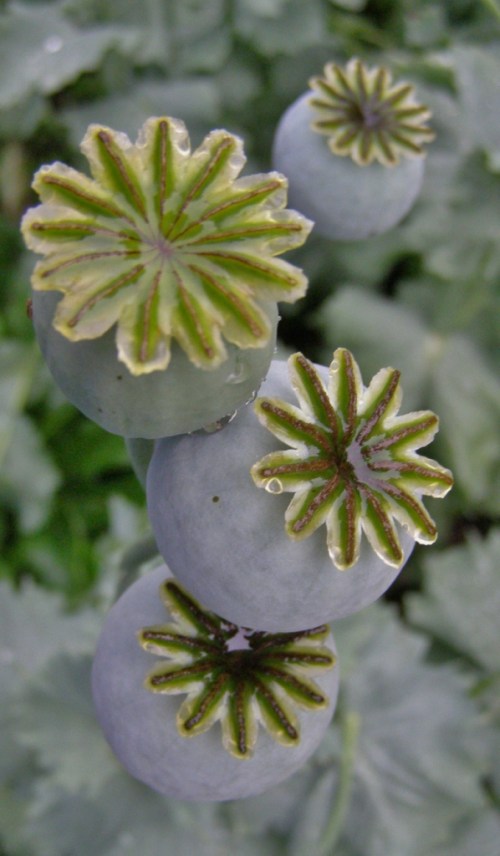 the colour of the clouds - papaver somniferum seedpods - hill farm - july 26, 2012