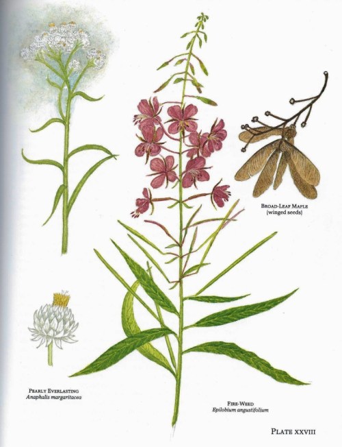 Plate XXVII Nature Diary of a Quiet Pedestrian by Philip Croft 001