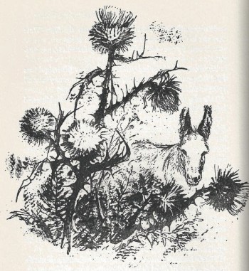 my kingdom for a donkey doris rybot illustration 2 douglas hall