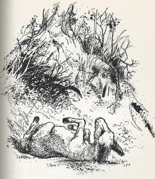 my kingdom for a donkey doris rybot illustration douglas hall 001