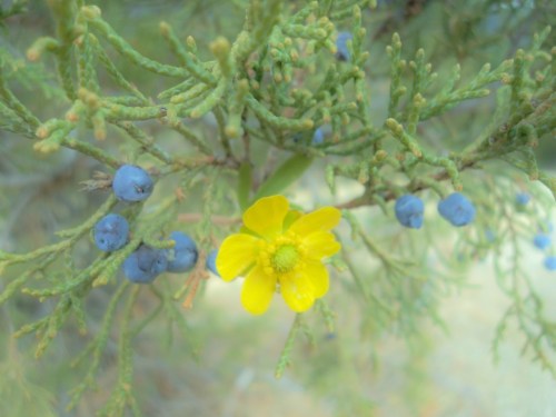 juniper & buttercup spring 2012