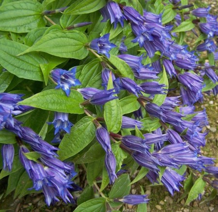 gentiana asclepiadeae hf 2013 x