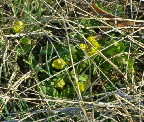 Sagebrush buttercups blooming in the sunny spots on the hillside.