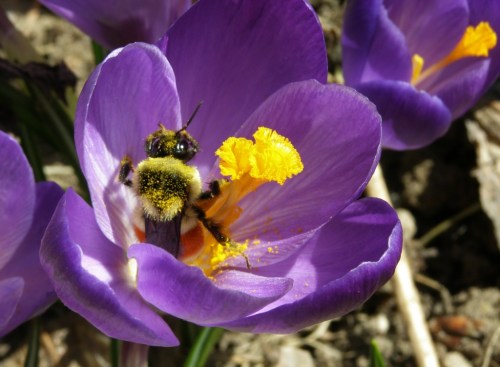 Crocus & Bumblebee, March 13, 2013