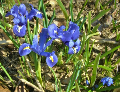 Iris reticulata