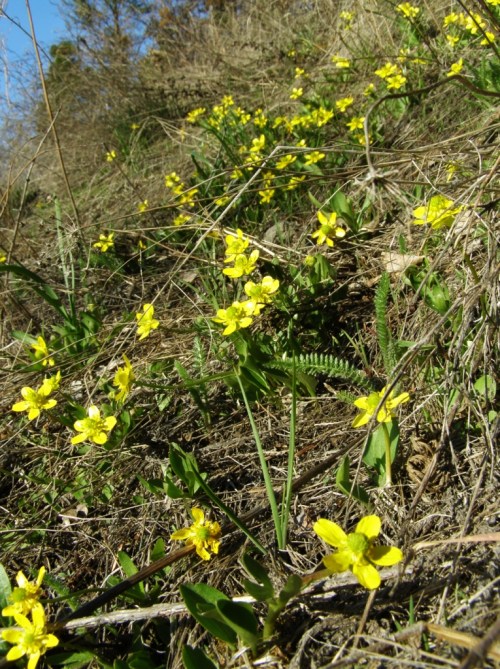 Returning home on higher ground, the sagebrush buttercups are out in full force on the hillsides.