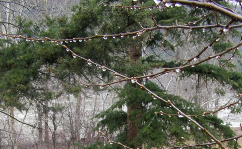 Raindrops turn to icedrops as the wind comes from the north ... Hill Farm, April 5, 2013