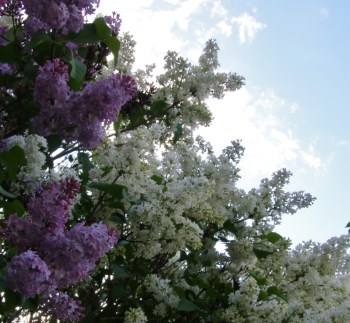 Lilacs, evening, Hill Farm May 16, 2013