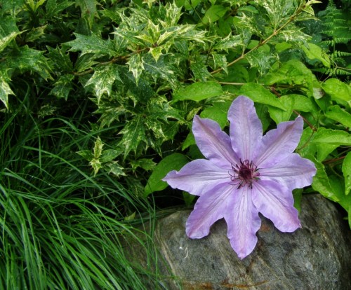 Clematis, holly, grass, rock - Minter Gardens.