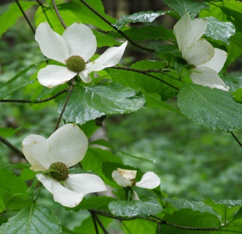 B.C.'s provincial flower, Pacific Dogwood, Cornus nuttallii.