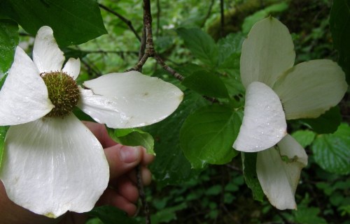 These dogwood flowers are big, as you can see by my hand holding the branch. 