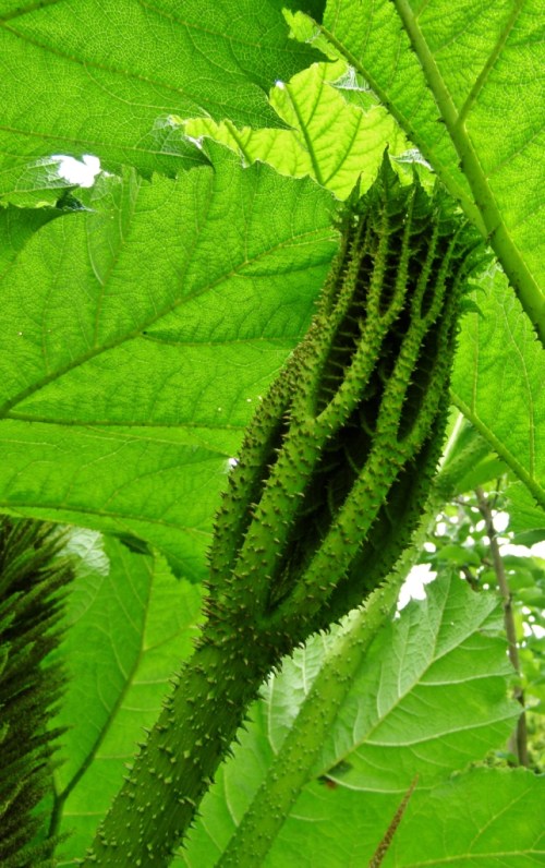 Gunnera detail, Minter Gardens.