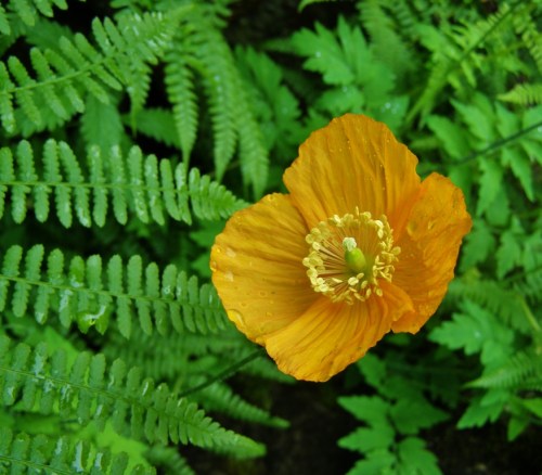 Welsh Poppy, Minter Gardens