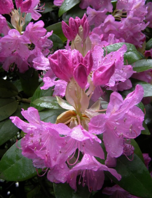 Minter Gardens, May 29, 2013