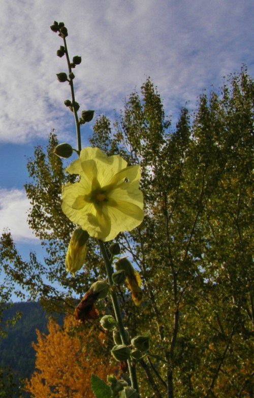 Alcea rugosa - Russian Hollyhock - an endless bloomer, tall stalks reaching for the sky.