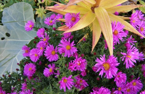 In the nursery beds: Michaelmas daisies, lily and sea kale foliage for contrast. Hill Farm October 13, 2013.