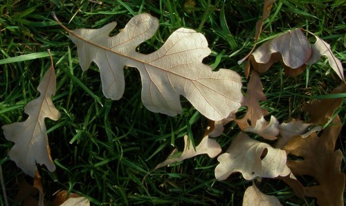 Bur Oak leaves.