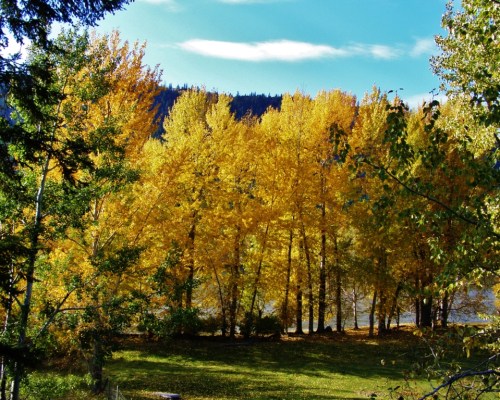 Cottonwood trees beside the Fraser River - our daily view from the edge of the garden.