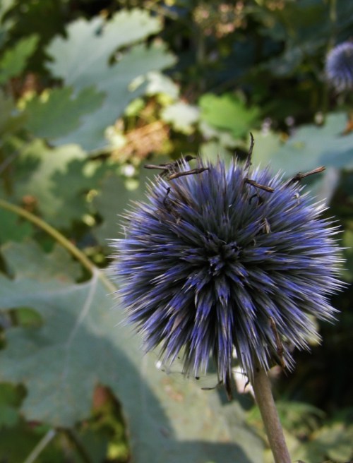 Echinops ritro - Golbe Thistle - with Macleaya cordata - Plume Poppy - foliage in background.