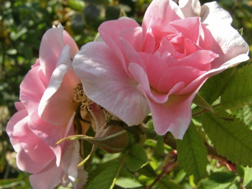 Last roses of summer... Label long lost - no idea which variety this is, but reliably gives us a few late blossoms.