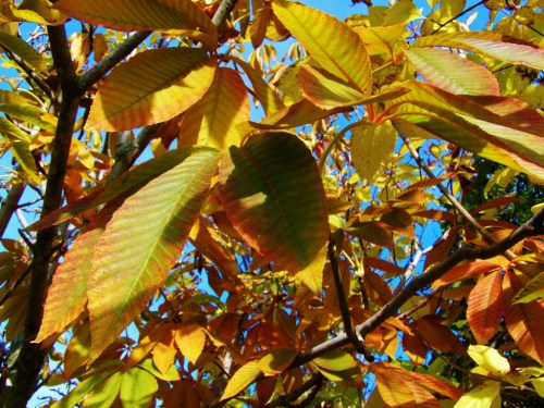 The horse chestnut can't decide which colour it wants to be, so it's trying a bit of everything.