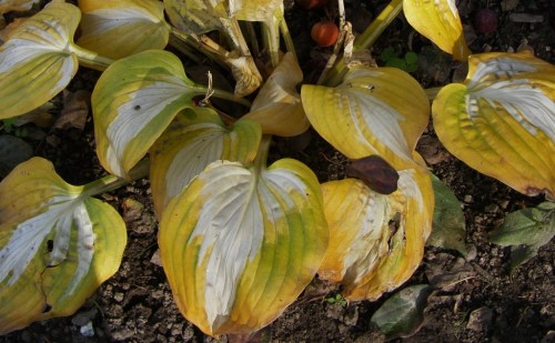 Hosta leaves touched by frost - snapped a picture just before my daughter ruthlessly chopped them down - she's in full garden clean-up mode these days!
