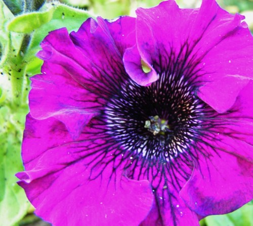 Velvet-textured and dramatically veined Italian petunia; the plants themselves are leggy and awkward at this time of the year, but the few late blossoms make up for it; a lingering reminder of summer now past.