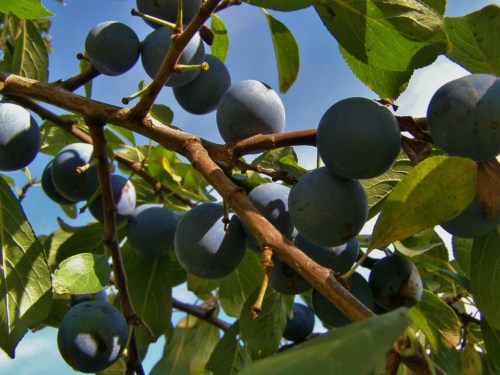 Italian prune plums - this year our small tree was loaded with fruit. Almost over now, but so sweet and worth the long wait for ripening!