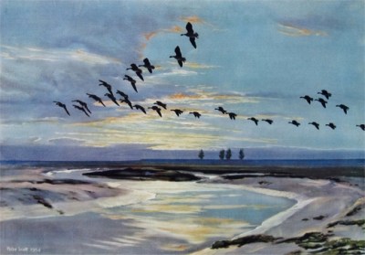 Peter Scott - 'The Wash At Dawn' - wild geese