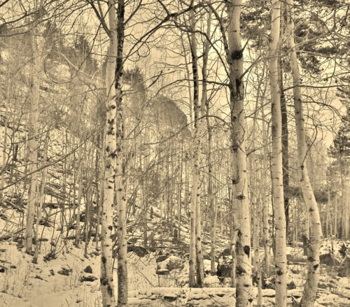 Poplar grove - Hill Farm - December 2013