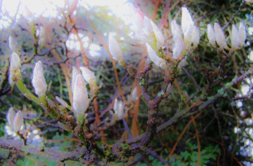 Getting ready to unfurl - leaf buds at University of British Columbia Botanical Garden, late February, 2014.