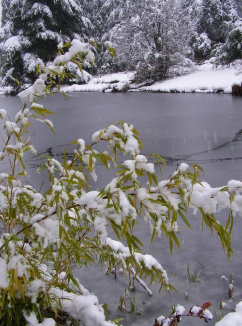 Van Dusen Garden in Vancouver, February 24, 2014 - There are spring flowers out there, buried for the most part under the unexpected snow.
