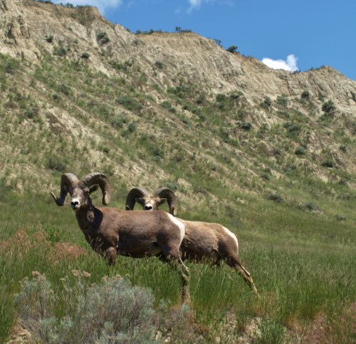 And then there was the fauna. Like these guys. Bighorn sheep near Kamloops, B.C.