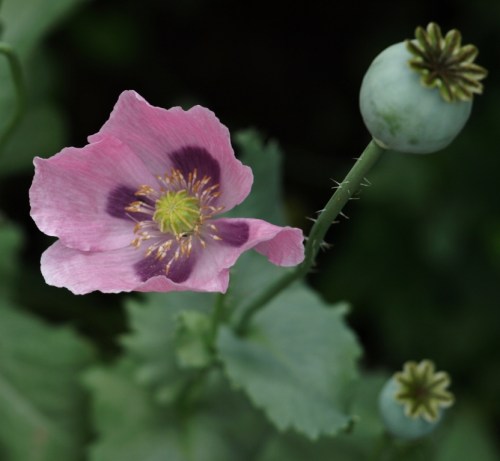 As fleeting as poppy flowers, these too-fast-gone summer days...