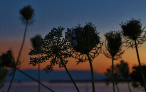 Queen Anne's Lace - end of summer - two years ago at White Rock, B.C.