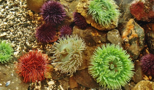 And then there's wonderful stuff like this: urchins and anemones at Ucluelet.