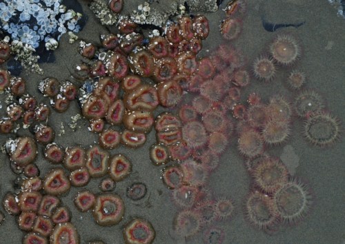 Pink sea urchins, tide pool, upper Long Beach. No sea stars, though the rocks show grazed areas where they were abundant on all of our previous visits to this particular group of rocks and pools, a sad disappointment. Over 95% of the sea star population between Alaska and California has suddenly died off since late winter, 2014, due to a suspected viral disease thought to be exacerbated by warmer-than-usual ocean temperatures.