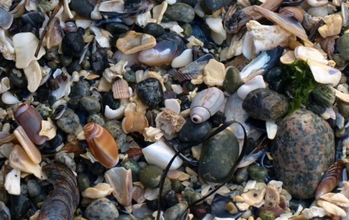 As inland dwellers, this sort of thing leaves us thrilled to the core: what an incredibly rich thing is the sea!