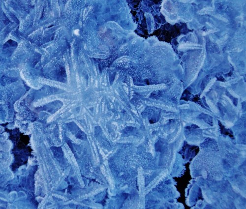 ice stars winter 2014