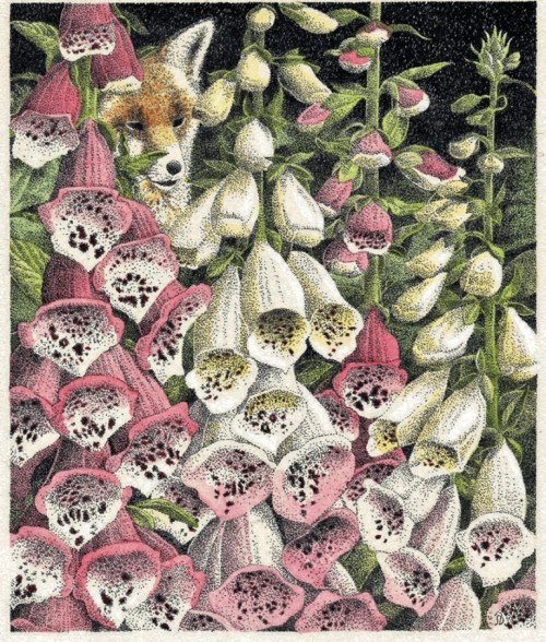 Slightly Foxed - January 2015