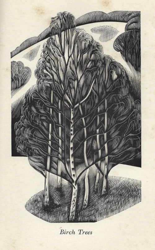 Birch Trees - engraving by John Farleigh - from A Country Garden by Ethel Armitage, 1936