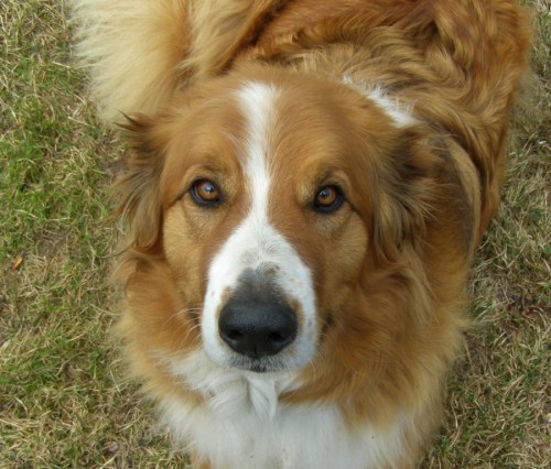 "Just look into my eyes...You are starting to feel an overwhelming urge to come outside....You will stop in the porch and fill your pockets with dog treats..."