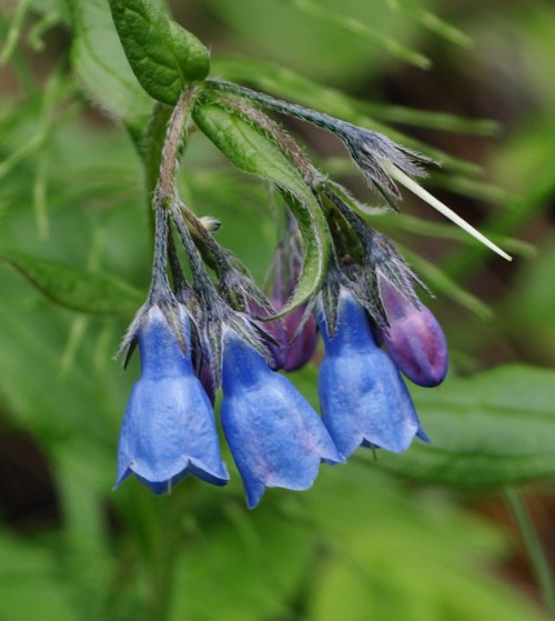 Mountain Bluebells, Mertensia alpine, Jasper National Park.