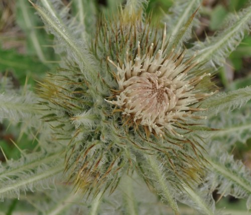 Mountaintop Thistle, Cirsium sp., Jasper National Park.