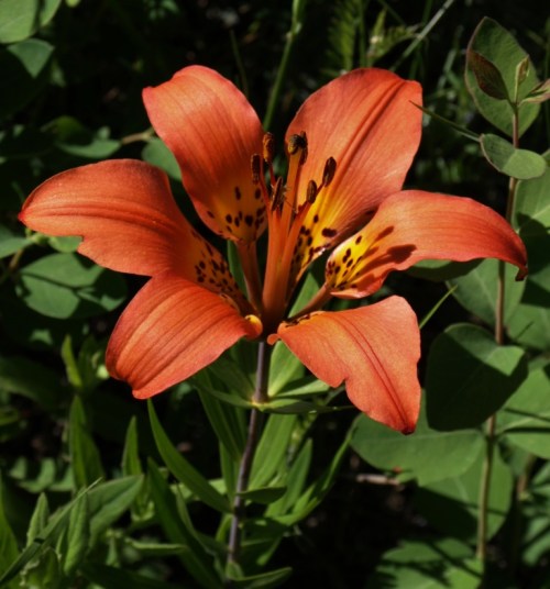 Western Red Lily, Lilium philadelphicum, Kootenay National Park.